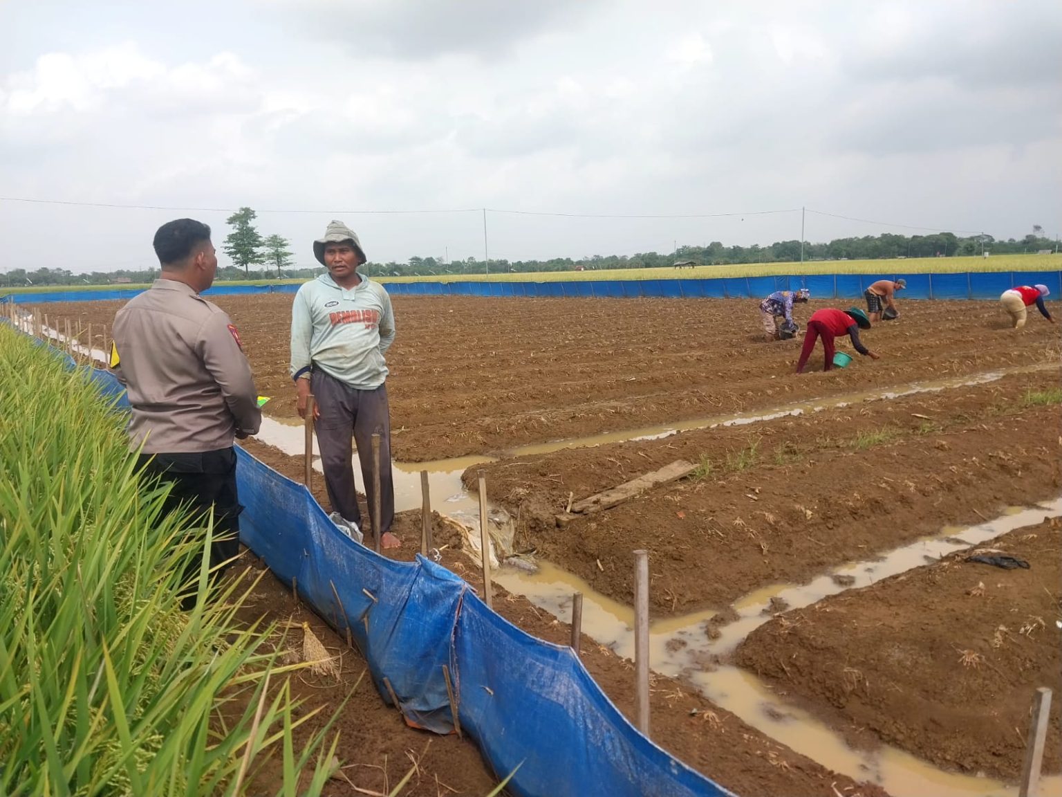 Polsek Gabuswetan Dorong Ketahanan Pangan Lewat Penanaman Jagung di Desa Babakanjaya